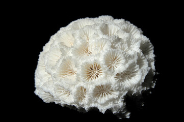 Kugelige Steinkoralle © pafra