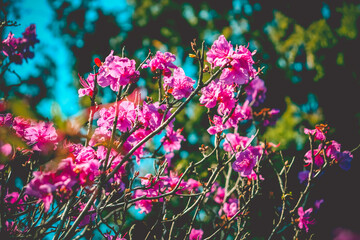 Obraz premium Selective focus. Spring background. Pink rhododendron flowers.