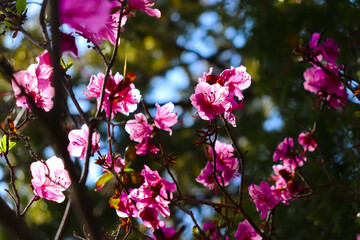 Spring background of pink flowers. Rhododendron.