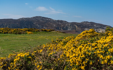 walking around the Breakwater Nature park , Holyhead, Anglesey in spring 