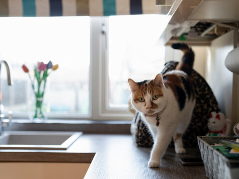 Portrait of cat walking on kitchen counter at home