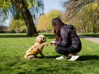 Woman training dog to give paw in park