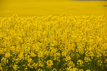 Rapeseed field with yellow. canola field in bloom in spring. Plant for green energy. Biofuel produced from rapeseed