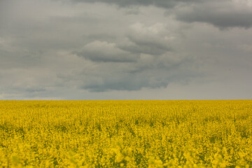Rapeseed field with yellow. canola field in bloom in spring. Plant for green energy. Biofuel produced from rapeseed