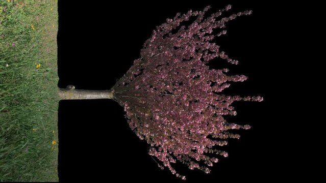 Japanese Cherry isolated on black background with alpha channel - Apple ProRes 4444 with Alpha channel, 10bit high quality footage