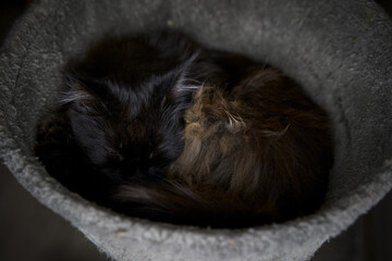 Brown maine coon cat sleeping in his bed.