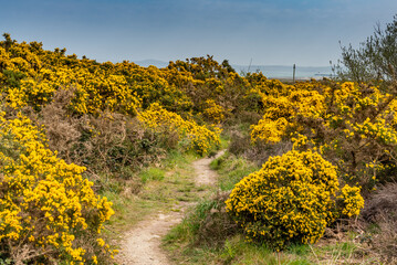 walking around the Breakwater Nature park , Holyhead, Anglesey in spring 