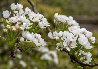Pear Blossom in the early spring