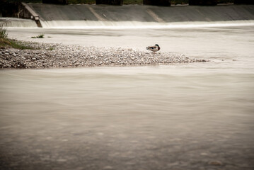 Obraz premium Duck on a river shore with an artificial water cascade in the background in sepia colors
