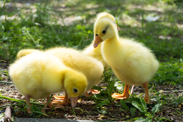 cute baby gosling in spring time