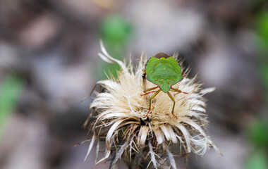 Detail of the green beetle Cetonia aurata on dry flower of the Carlina plant