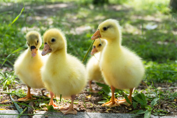 cute baby gosling in spring time