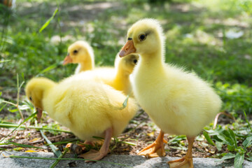 cute baby gosling in spring time