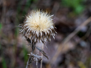 Old dry flower of Carlina plant