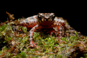 Bleeding toad or Leptophryne cruentata closeup on moss, Leptophryne cruentata closeup on isolated background