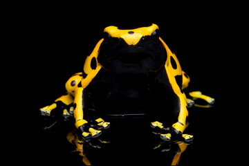 Dendrobates leucomelas closeup,  Dart frog closeup on isolated background, Dendrobates leucomelas closeup on black background