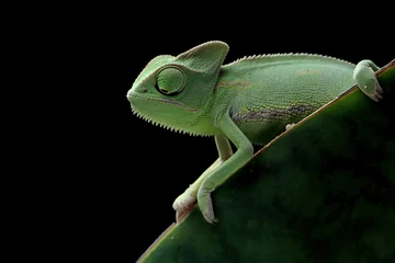 Foto auf Alu-Dibond Baby chameleon veiled on branch, Baby veiled chameleon closeup on green leaves © kuritafsheen