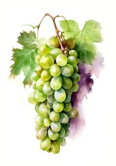 Obraz premium Watercolor illustration of a bunch with green grapes isolated on white background. Generative AI.