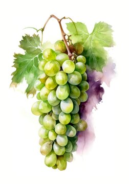 Watercolor illustration of a bunch with green grapes isolated on white background. Generative AI.