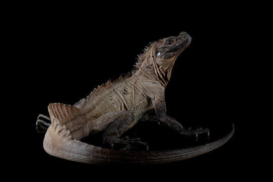 Hydrosaurus weberi closeup on isolated background, Hydrosaurus weberi lizard closeup