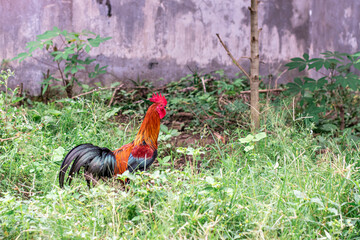 Rooster foraging in the garden