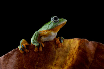 Tree frog on leaves, Gliding frog (Rhacophorus reinwardtii) closeup on dry leaves