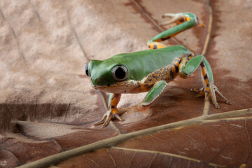 Phyllomedusa hypochondrialis climbing on dry leaves, Northern orange-legged leaf frog or tiger-legged monkey frog closeup  