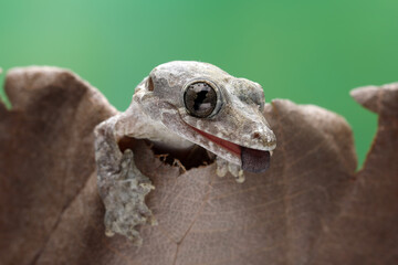 Flying gecko on green leaves, flying gecko closeup on green leaves