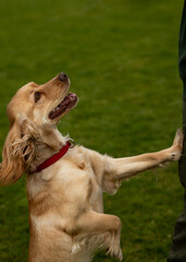 Photograph of a cocker spaniel standing on its hind legs. A spaniel puppy stands on the grass with...