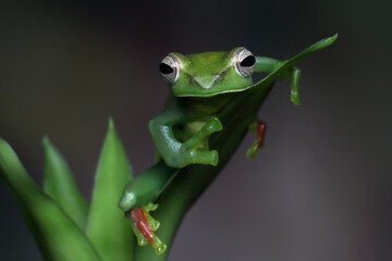 Obraz premium Rhacophorus dulitensis closeup on green leaves, Jade tree frog closeup on green leaves