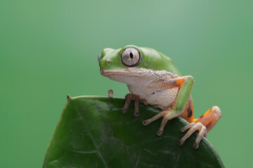 Phyllomedusa hypochondrialis climbing on green leaves, Northern orange-legged leaf frog or tiger-legged monkey frog closeup  