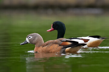 A Shelduck and a Ruddy Shelduck swimming in a large pond in Home Park