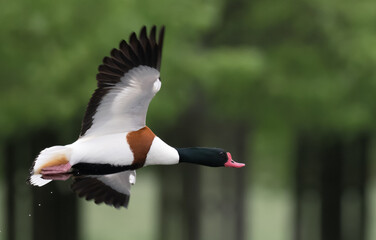Shelduck in-flight in Home Park