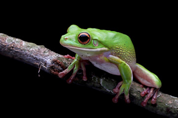 White-lipped tree frog (Litoria infrafrenata) on green branch with isolated background