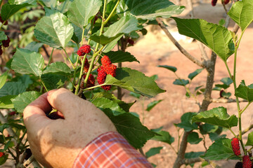 Farmer hand picking mulberry fruit,Mulberry fruit,Thailand 