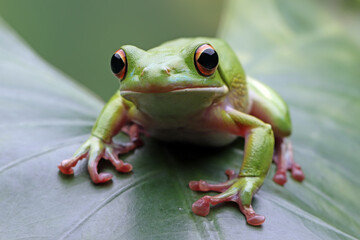 White-lipped tree frog (Litoria infrafrenata) on green leaves with natural background