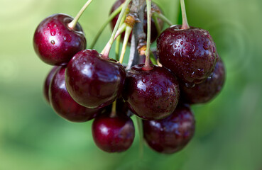 Branch of ripe cherries on a tree in summer garden