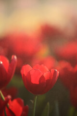 Red white Tulip flower in close up