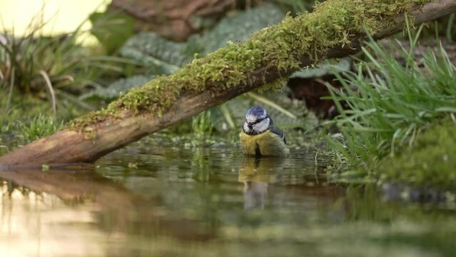 Finch Bathing Itself on the Forest Floor, Small Beautiful Stream, Bright Sunlight, Slow Motion Close Up