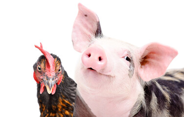Portrait of adorable piglet and curious chicken, closeup, isolated on white background