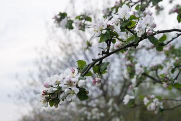Blossoming apple tree branch against the sky