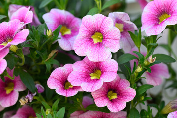 I believe this flower is a Bloomtastic Rose Quartz Calibrachoa.  Lots of pink and purple and yellow...