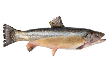 Char live fish isolated on transparent background. Carved fish object for advertising and...