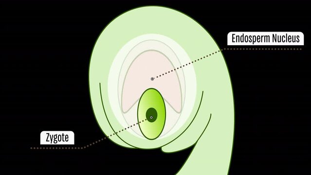 Animation 2D of a Flower Seed, Double fertilization, Flower Pollination, Reproduction in Plant Diagram, Flower Organs Animation, Transparent background