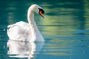 close up of a swan on turquoise colored Lake Brienz in Iseltwald