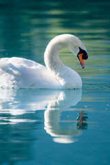 Obraz premium close up of a swan on turquoise colored Lake Brienz in Iseltwald