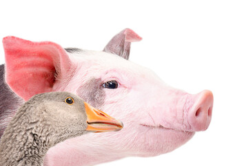 Portrait of a pig and a goose, side view, isolated on a white background