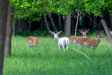 Damhirsche auf einer Wiese vor dem Osterwald.