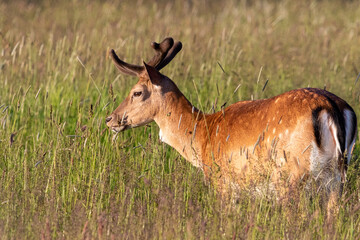 Damhirsch im hohen Gras.