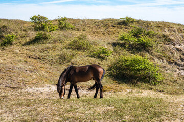 Wild horses in the dune landscape near Egmnd aan Zee/NL in spring